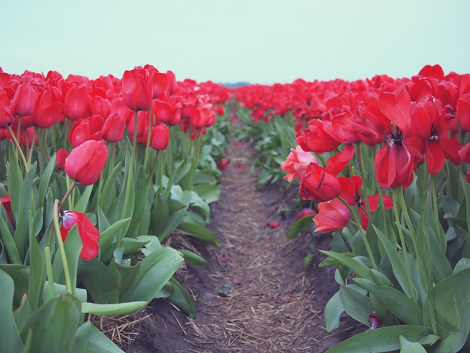 Tulips flowers garden