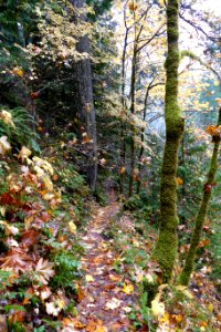 20201106 Olympic Copper Creek trail FallColor 04 USDA Forest Service photo. photo