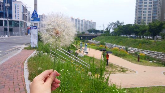 대구 거대 민들레