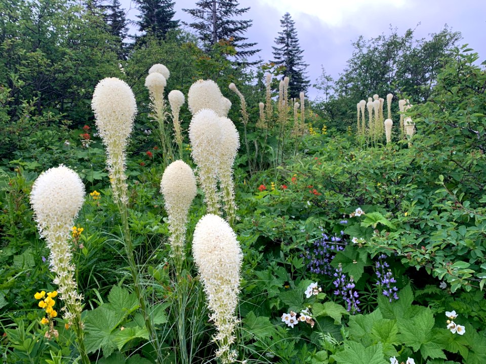 202006 GPNF Bear Grass in bloom in Silver Star area 02 USFS photo