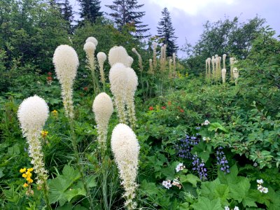 202006 GPNF Bear Grass in bloom in Silver Star area 02 USFS photo