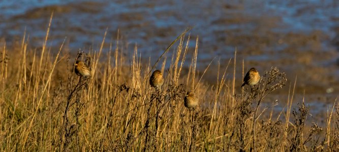 TWITE