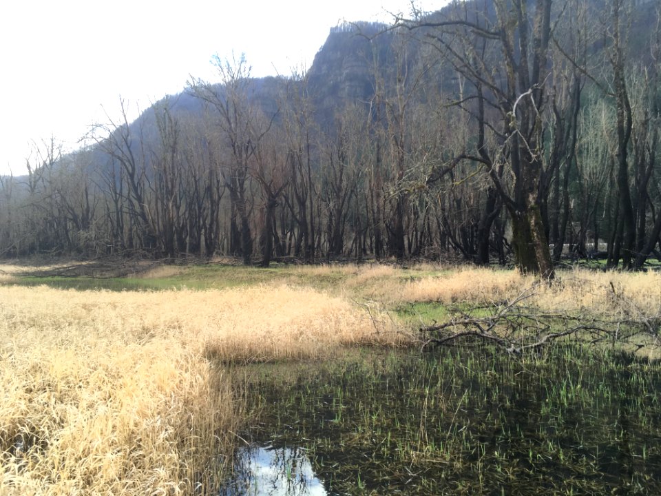 Horsetail Wetland Restoration site looking east.