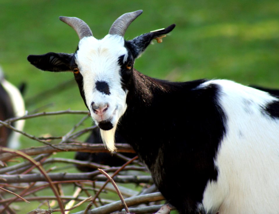 Wingham Wildlife Park