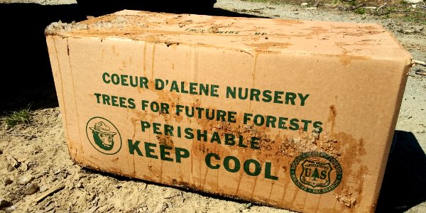 2019-May-deLeon-ColvilleNF-planting-boxed-trees photo
