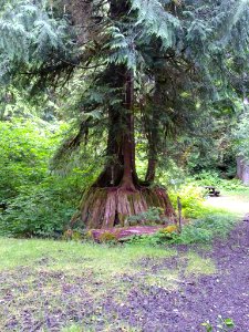 Cedar Nursery Stump at Bedal Campground, Mt. Baker-Snoqualmie National Forest. Photo taken by Anne Vassar June 16, 2020