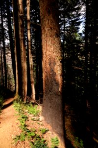 Greenery & burnt trees along Pacific Crest Trail in July 2018 in the Columbia River Gorge, photo courtesy of through-hiker Eva-Maria Mauz.