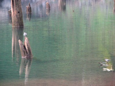 Juvenile and adult dippers at Jefferson Lake in September, Olympic National Forest. Photo by Betsy Howell.