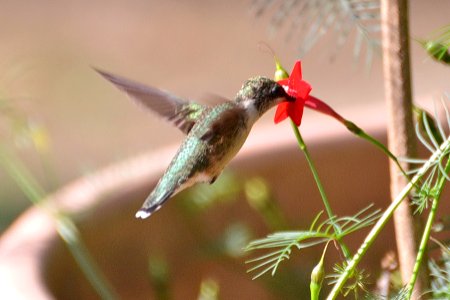 Hummingbird,Ruby-throated - Archilochus colubris CYL115