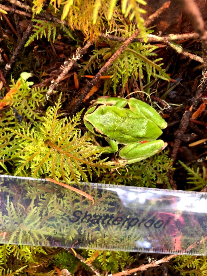 Olympic Dagrosa frog