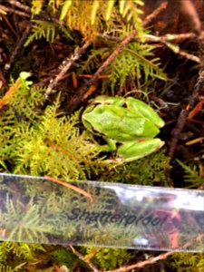 Olympic Dagrosa frog