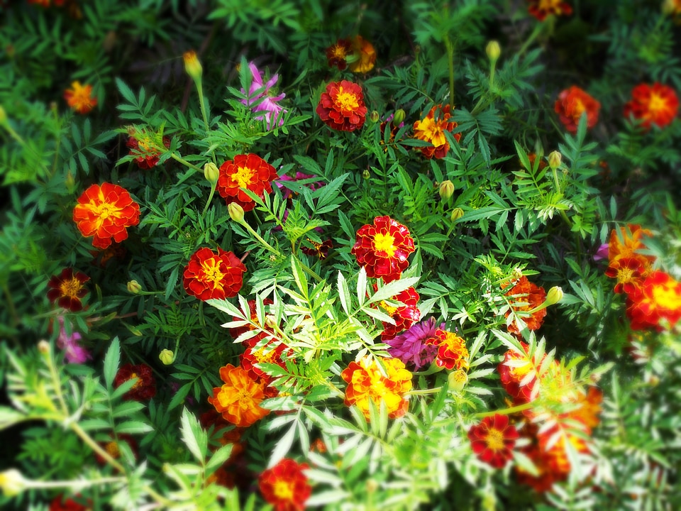 Natural chrysanthemum scenery