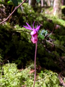 2020 Olympic Fairy Slipper Orchid2