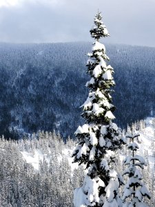 Mt. Hood Meadows on the Mt. Hood National Forest