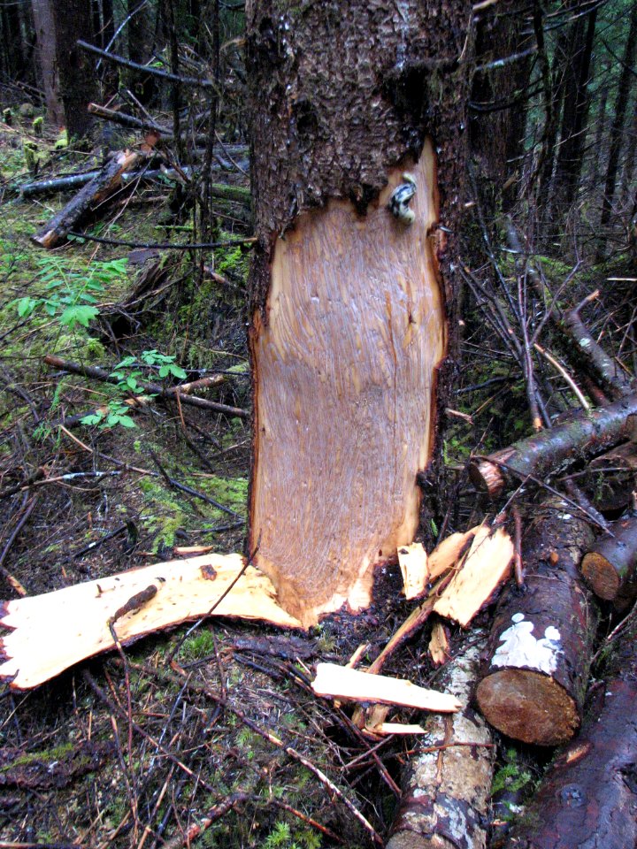 Black bears strip the bark from trees to eat the sapwood