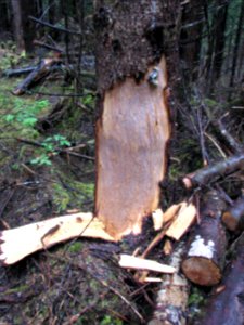 Black bears strip the bark from trees to eat the sapwood