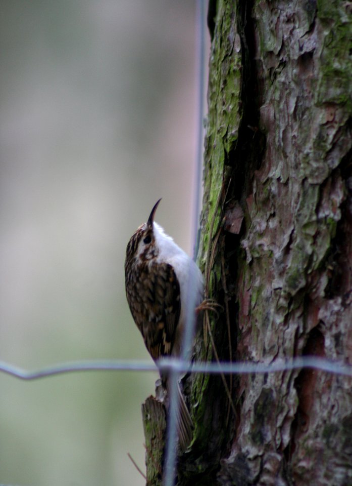 Wild Wood (Kent)