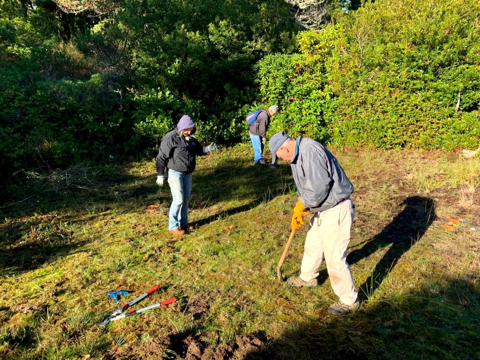Volunteers work to remove Scotch broom at Lagoon Trail and Campground, Siuslaw National Forest.