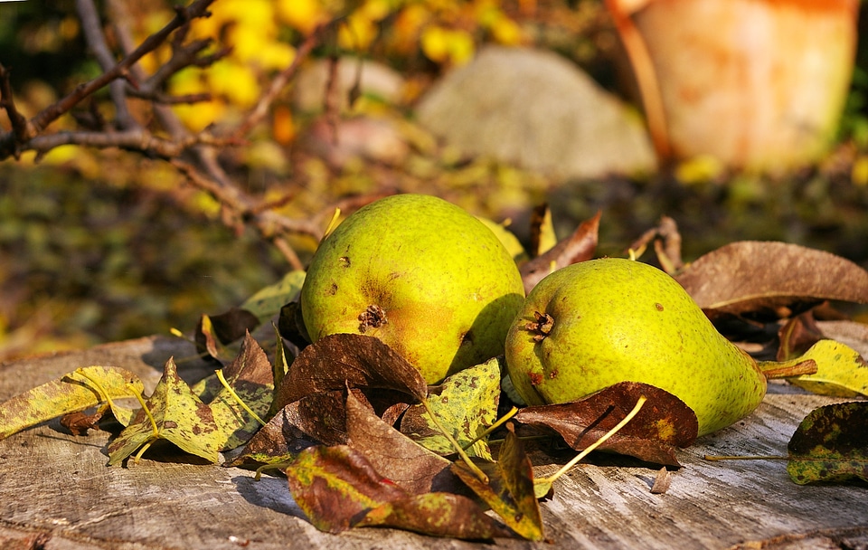 Autumn fruits ripe