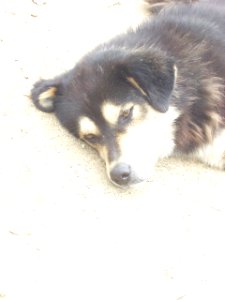 Dog, Bhutan