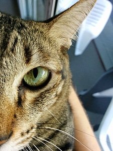 Feline whisker ear photo