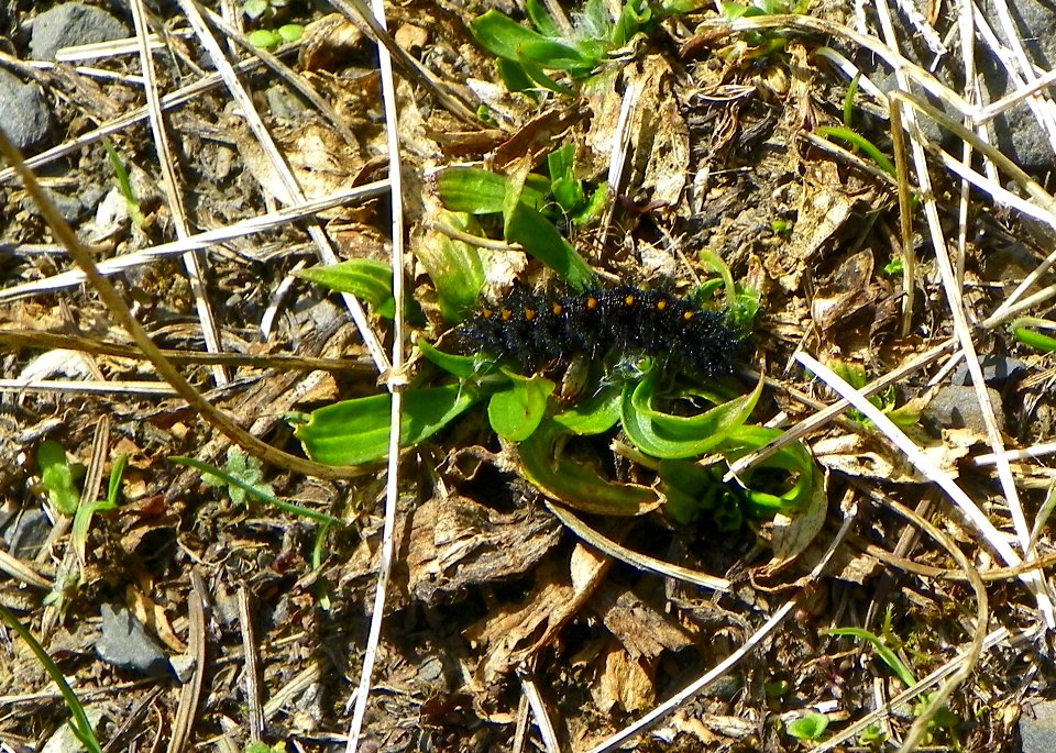 Taylor's checkerspot butterfly larvae seen on April 24, 2018 at Olympic National Forest.