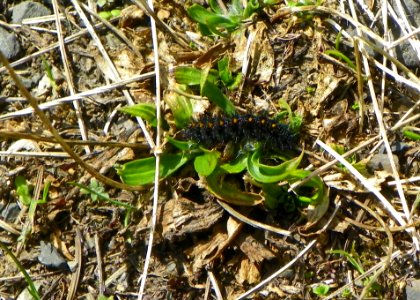 Taylor's checkerspot butterfly larvae seen on April 24, 2018 at Olympic National Forest.