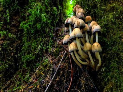 Olympic Mushroom Cluster along Ranger Hole Trail. Photo by Tharon Snuggs, USFS photo.
