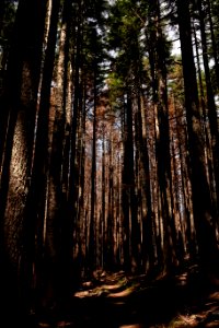 Pacific Crest Trail in July 2018 in the Columbia River Gorge, photo courtesy of through-hiker Eva-Maria Mauz.