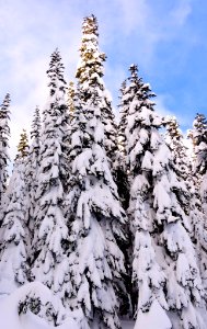 Mt. Hood Meadows on the Mt. Hood National Forest