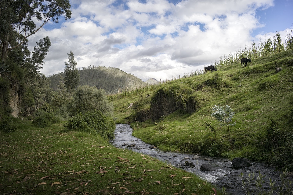 Livestock water nature