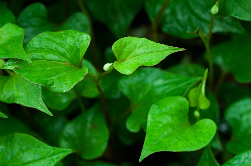 Green in the early summer wet