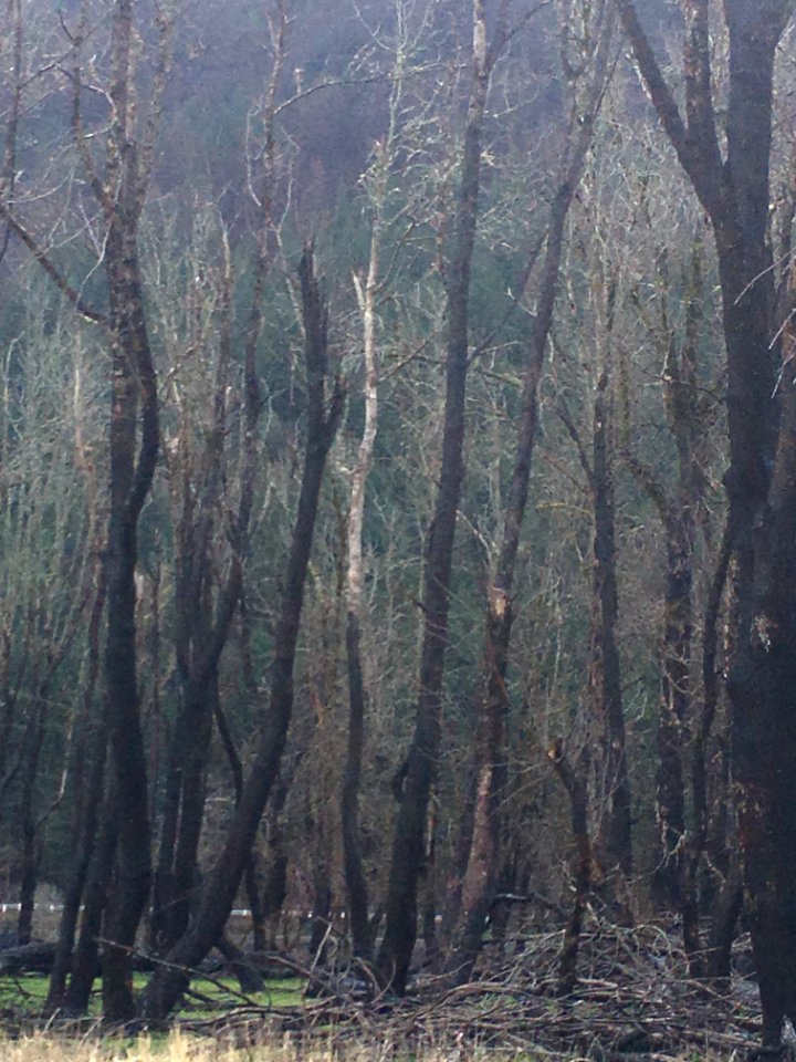 Horsetail Wetland Restoration site  post eagle creek fire