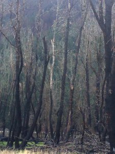 Horsetail Wetland Restoration site  post eagle creek fire
