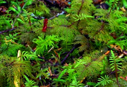 Moss and lichen are a sign of a healthy forest, Olympic National Forest 2017