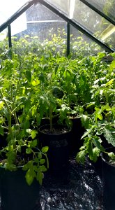 #365 Tomato plants photo