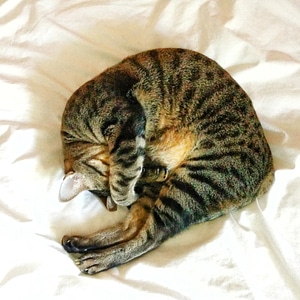 Cute domestic resting