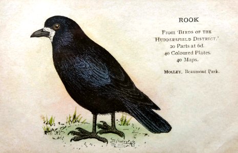 undated postcard promoting the Tolson Museum's Birds of the Huddersfield District