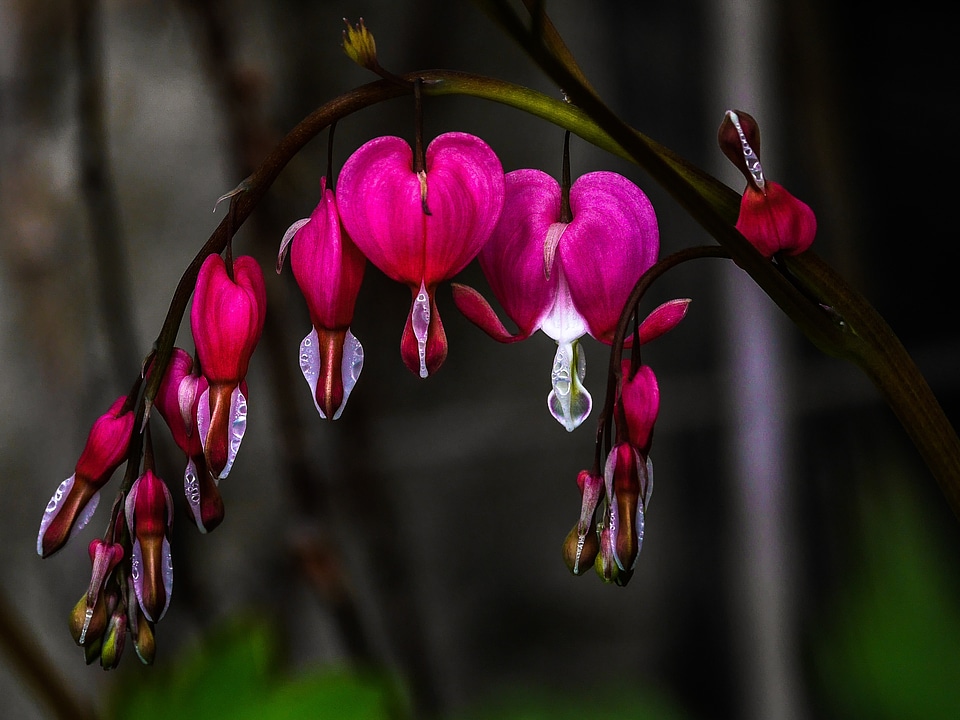 Herzerlstrauch bleeding heart flowers