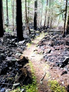 2019 Olympic Elk Lake Trail post fire BetsyHowell.