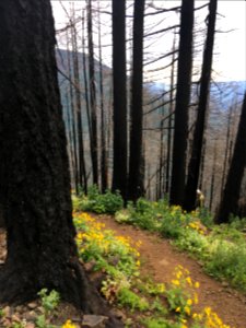 20190605 CRGNSA Nick Eaton Ridge Tr. climbing up from Herman Creek before ridge cutoff3