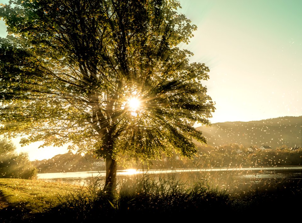 radial tree dust