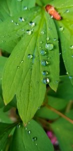 Day 160 spring rain