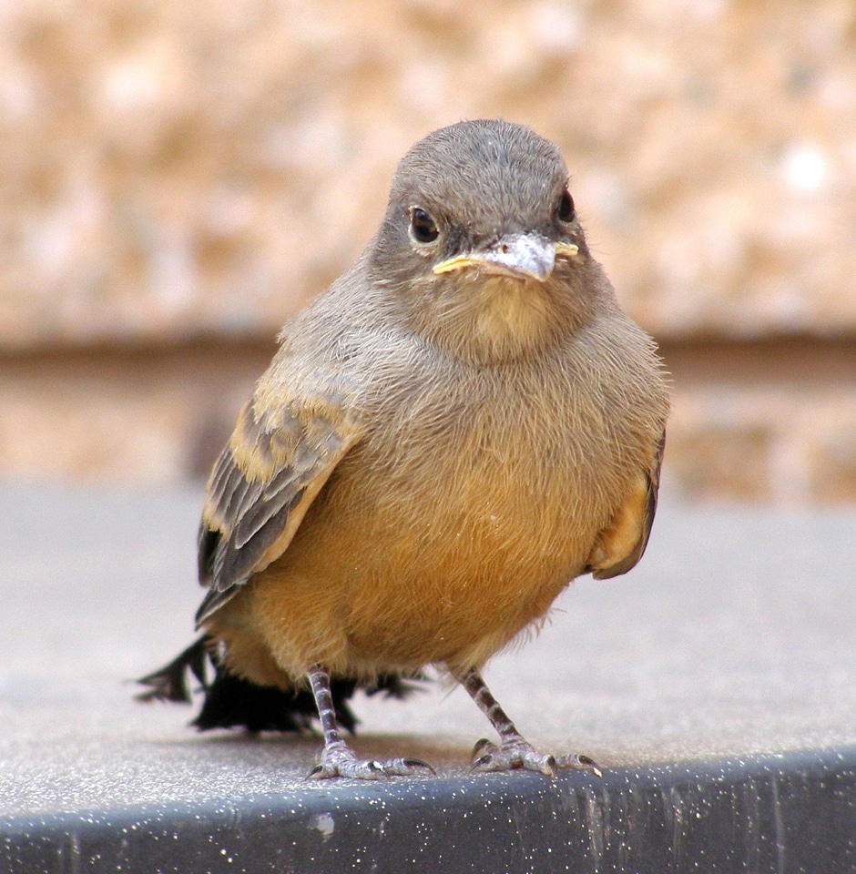 Standing perched portrait
