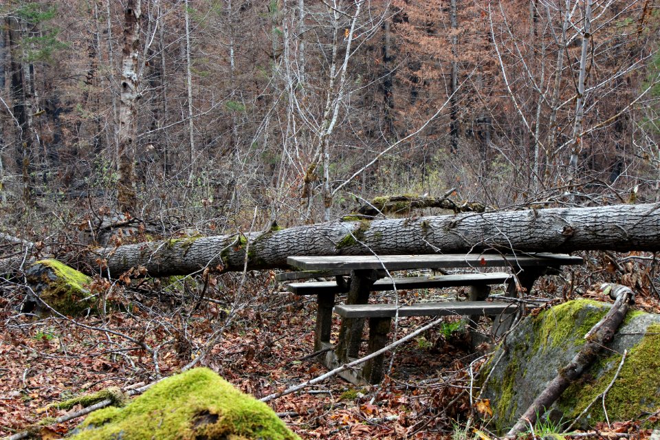 Fish Creek Trailhead picnic area after Riverside Fire, Mt. Hood National Forest