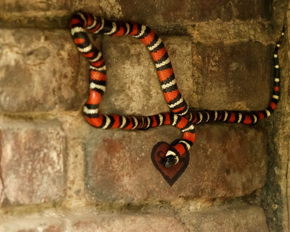 California Mountain Kingsnake