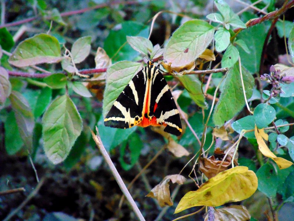 Red and Black Butterfly