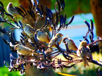 Sparrow Meeting in San Sebastian