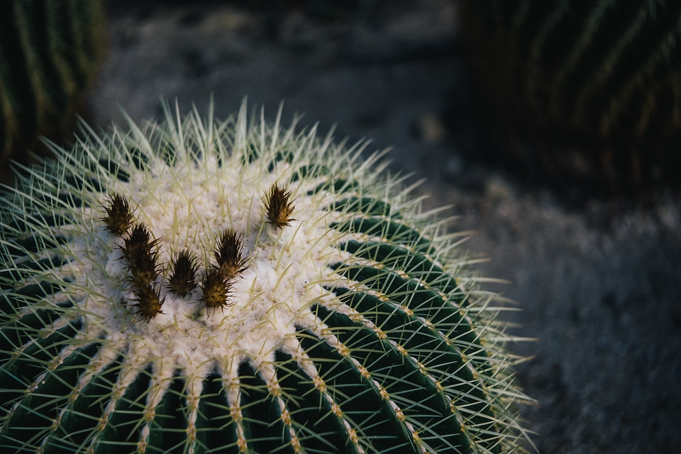Cactus thorn botanical garden