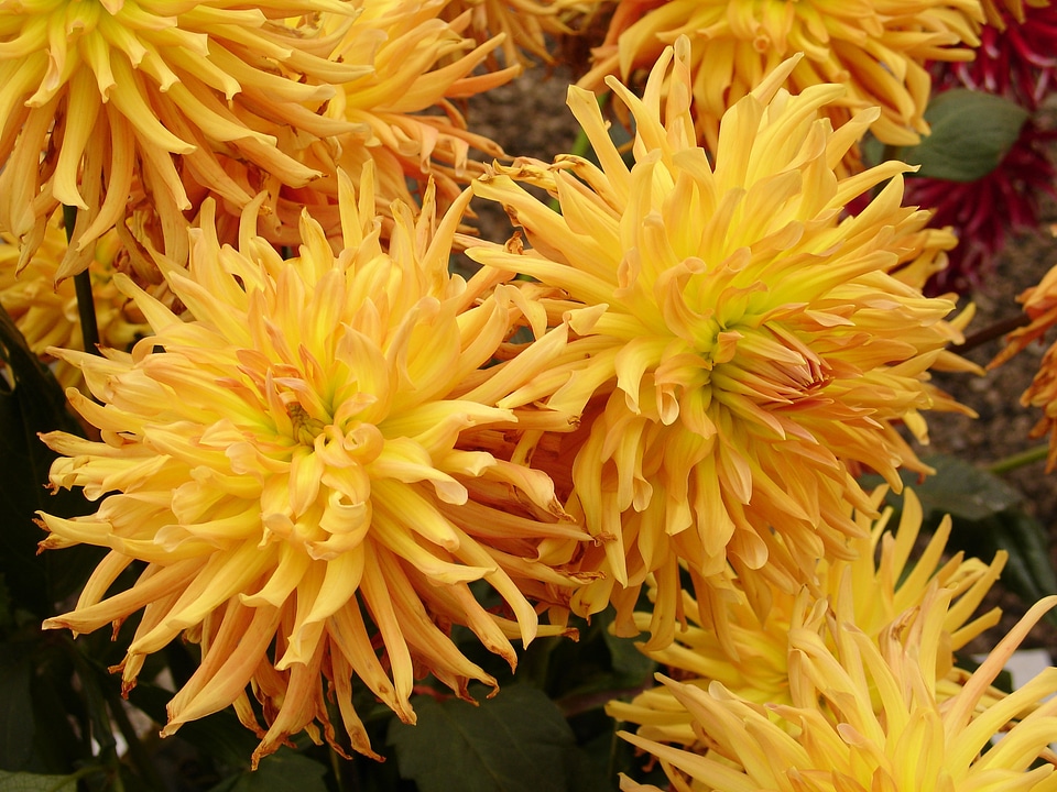 Blossom blooms macro
